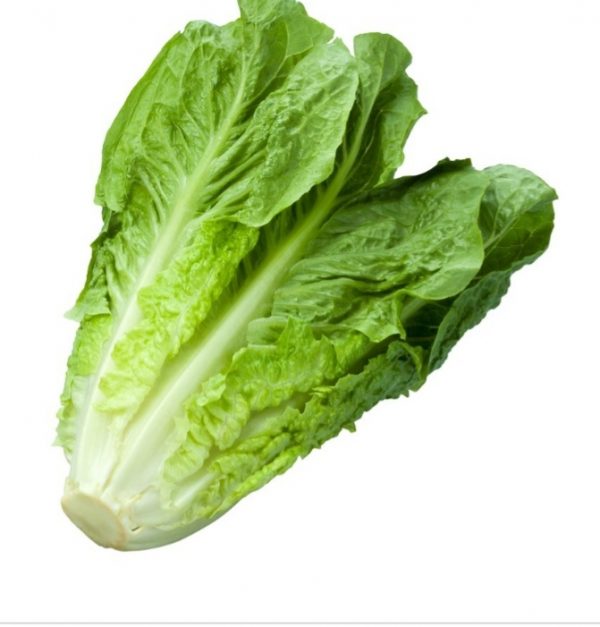 Lattuga